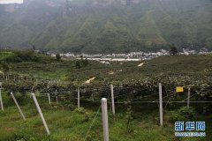 全国共有11个园区进入公 